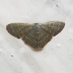 Lophophleps triangularis