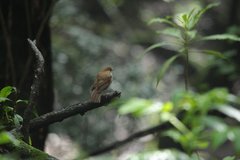 Catharus occidentalis