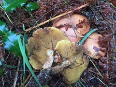 Suillus lakei