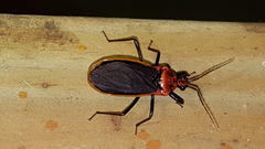 Rhiginia cinctiventris