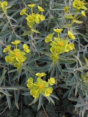 Euphorbia macroclada
