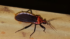 Rhiginia cinctiventris
