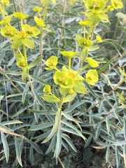 Euphorbia macroclada
