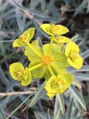 Euphorbia macroclada