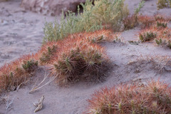 Maihueniopsis