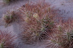 Maihueniopsis