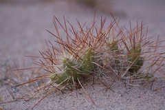 Maihueniopsis