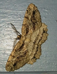 Neoalcis californiaria