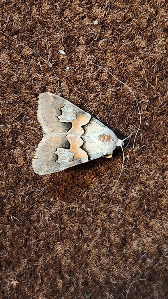 Drasteria biformata