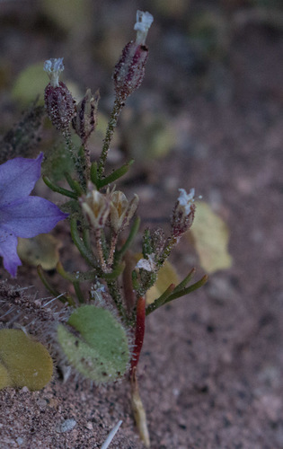 Dayia glutinosa (Dayia glutinosa)