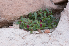 Cistanthe amarantoides