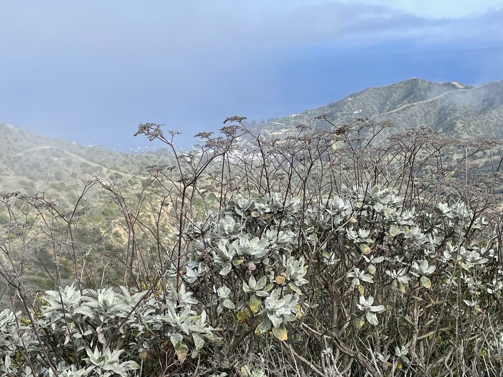 Eriogonum giganteum