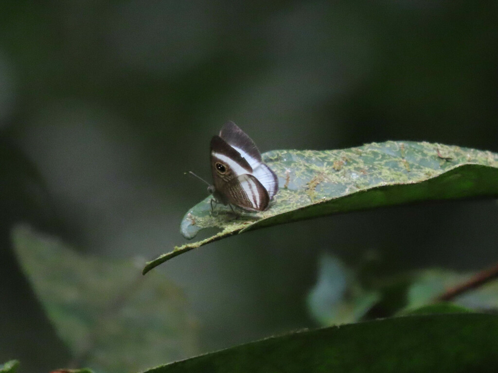 Whitened Eyed-Metalmark