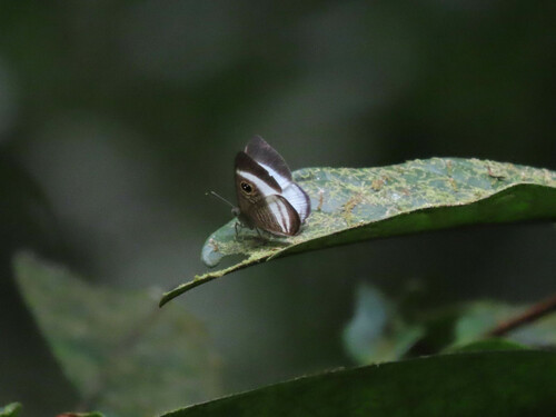 Whitened Eyed-Metalmark
