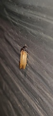 Eucosma radiatana