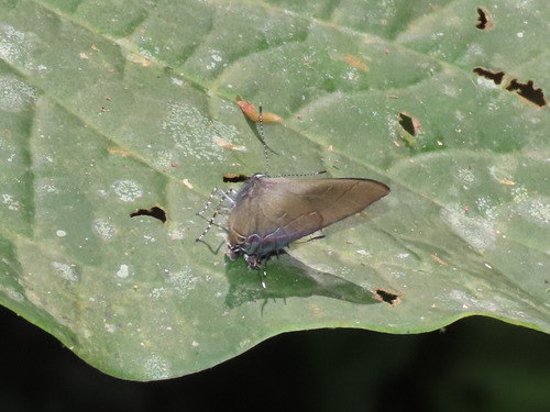 Calycopis xeneta