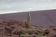 Trichocereus atacamensis