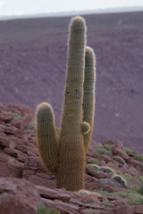 Trichocereus atacamensis