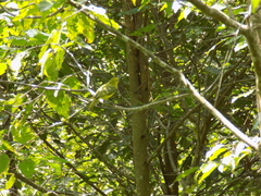 Aegithina lafresnayei