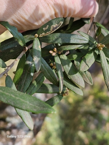 Cheesewood (Pittosporum bicolor)