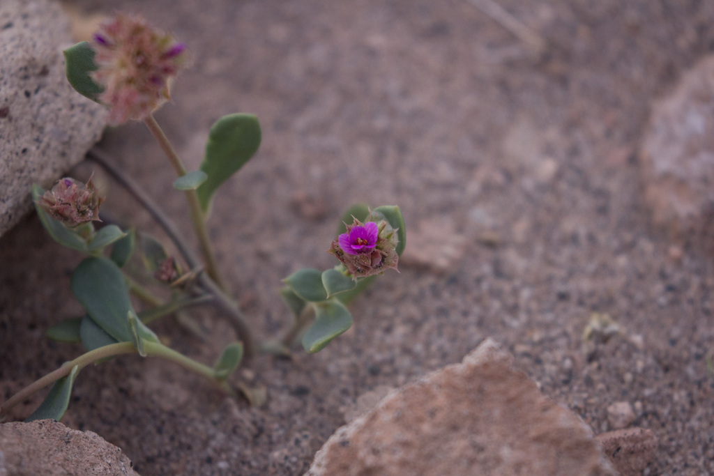 Philippiamra densiflora
