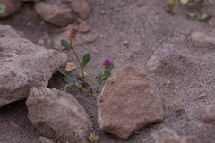 Cistanthe densiflora