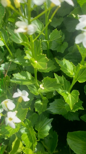 Image of Cardamine cordifolia by (c) F. Collin Hobbs, some rights reserved (CC BY)