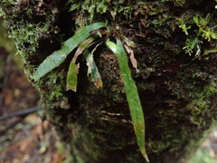 Notogrammitis pseudociliata