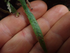 Notogrammitis pseudociliata
