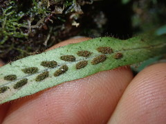 Notogrammitis pseudociliata