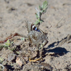 Ogyris subterrestris