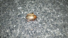 Mimela testaceoviridis