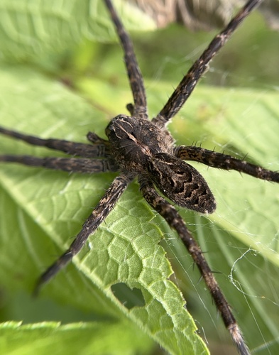 Striped Fishing Spider photo 4