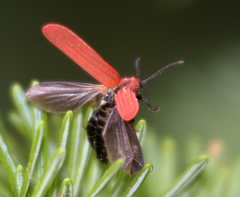 Dictyoptera aurora