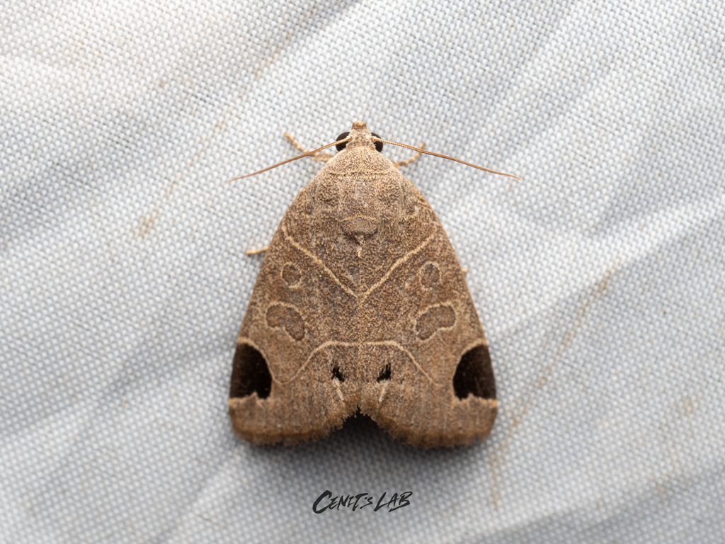 Imosca coreana