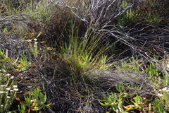 Schoenus inconspicuus