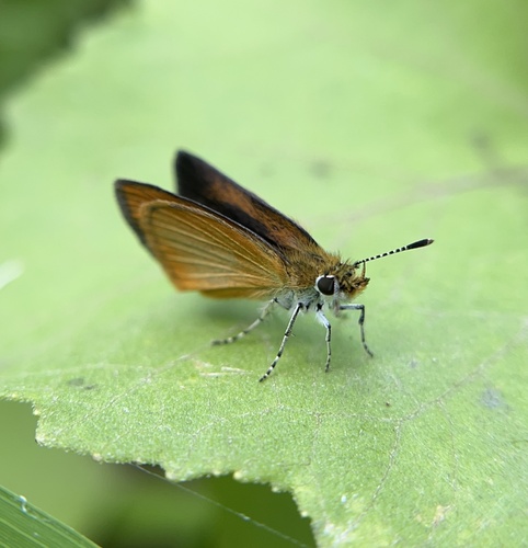 Least Skipper photo 4