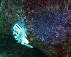 Abudefduf abdominalis