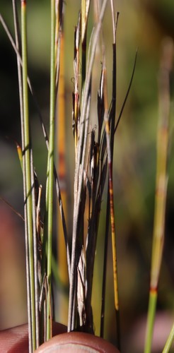 Image of Schoenus inconspicuus by (c) Tony Rebelo, some rights reserved (CC BY-SA)