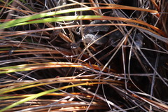 Schoenus inconspicuus