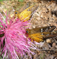 Apyrrothrix araxes