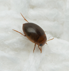 Hydrovatus confertus