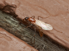 Camponotus variegatus