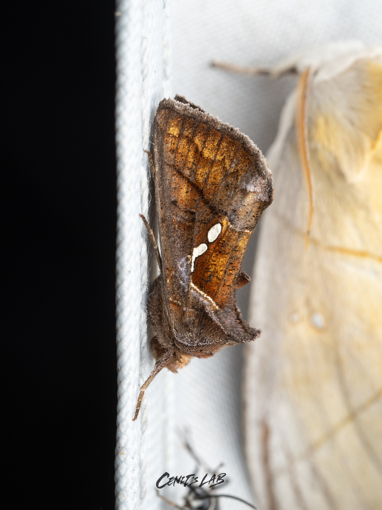 Erythroplusia pyropia