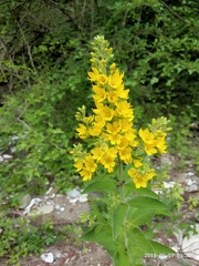 Lysimachia verticillaris