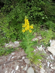 Lysimachia verticillaris