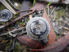 Entoloma percrinitum