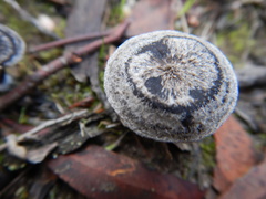 Entoloma percrinitum