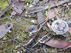 Entoloma percrinitum