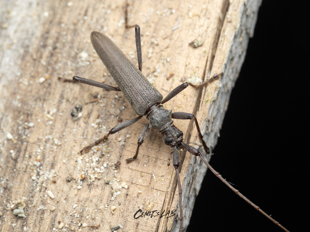 Distenia gracilis
